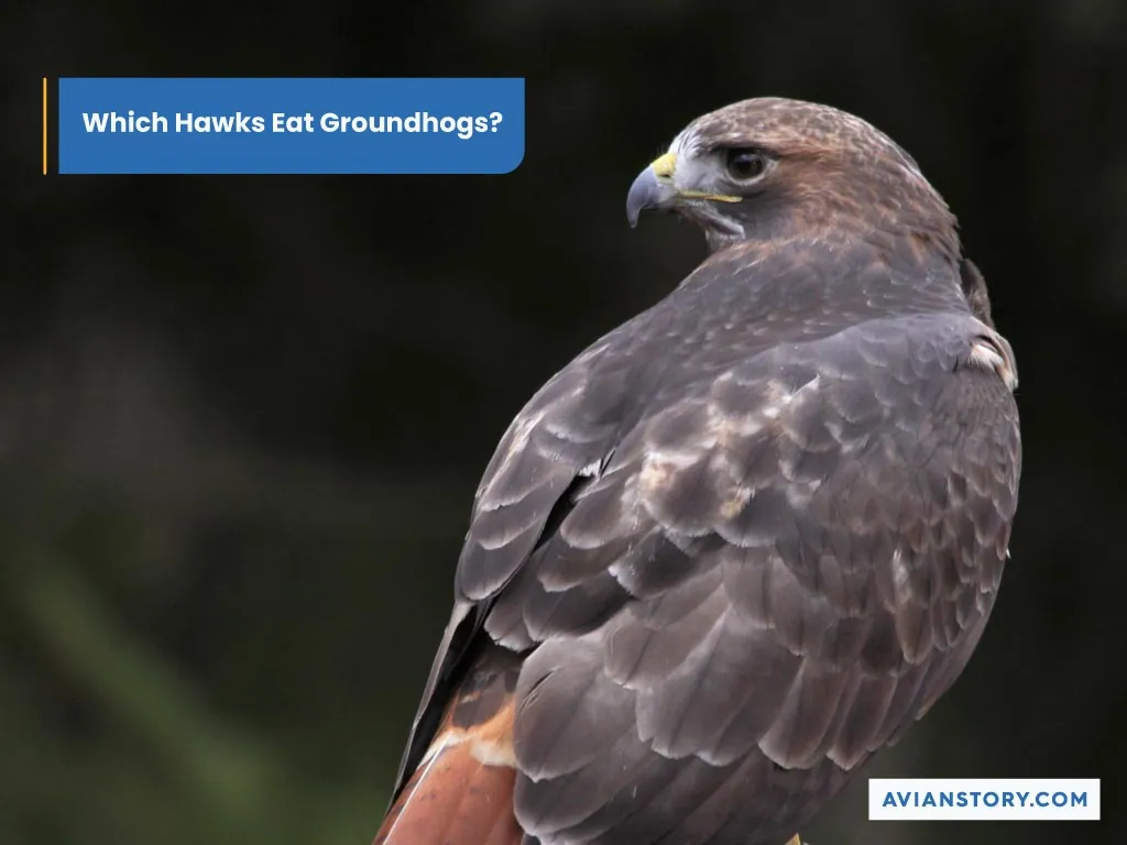 Do Hawks Eat Groundhogs? Discover the Impressing Reality! 1