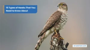 15 Types of Hawks: Where to Find Them & Their Specialty?
