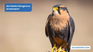 Are Hawks Dangerous to Humans? Here’s the Truth