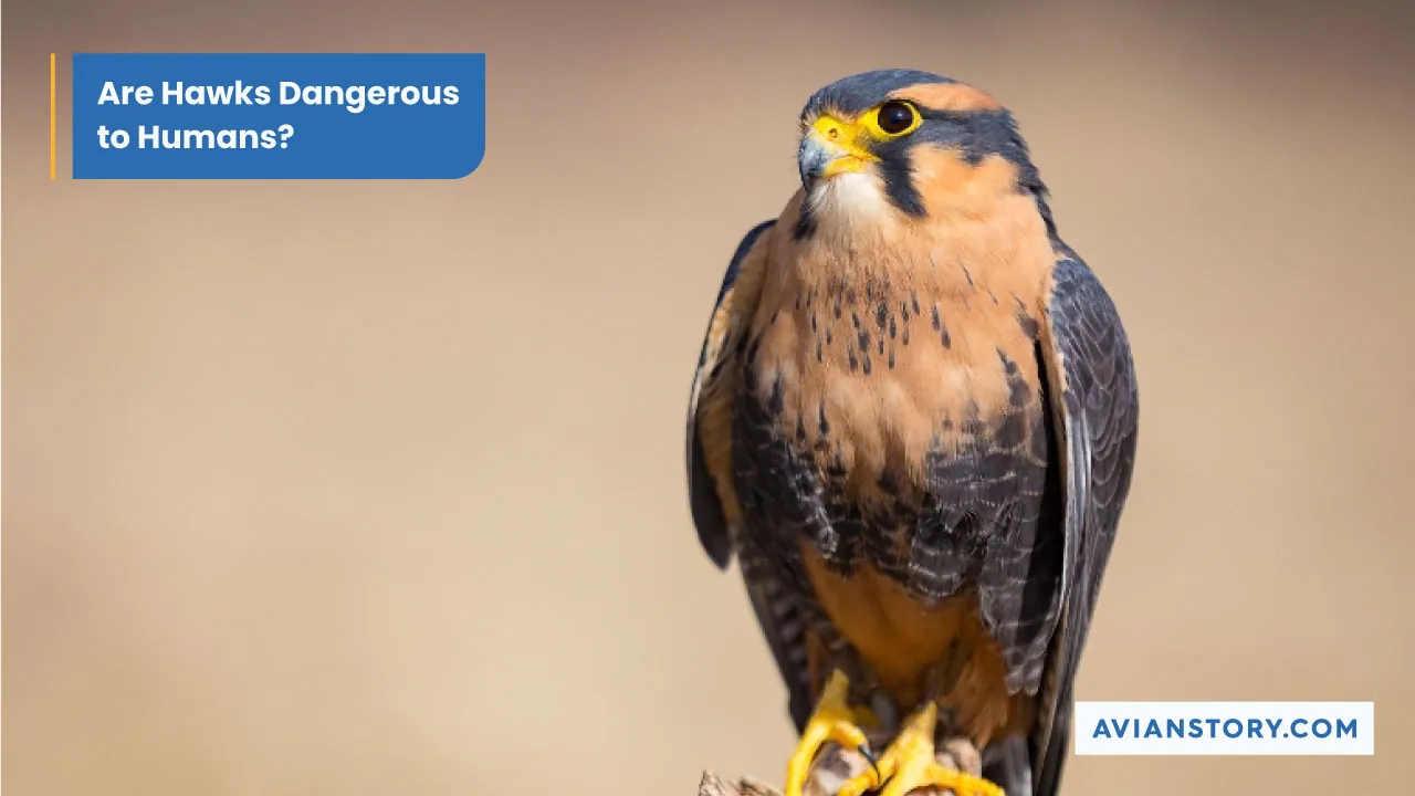 Are Hawks Dangerous To Humans? Here’s The Truth