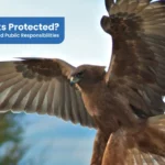 Are Hawks Protected Unveiling Laws And Public Responsibilities