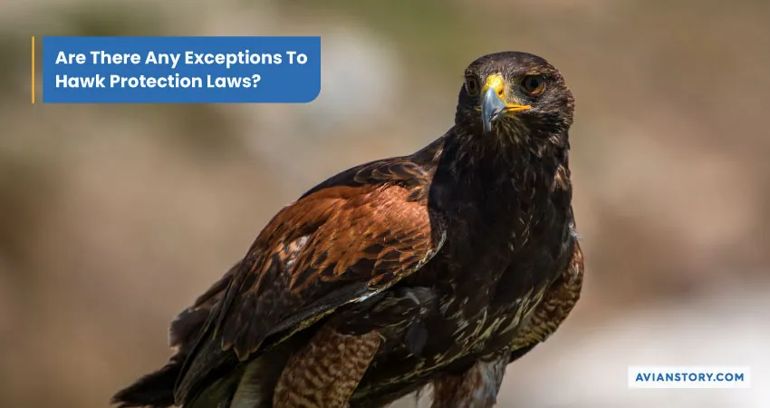 Are Hawks Protected? Unveiling Laws And Public Responsibilities 2