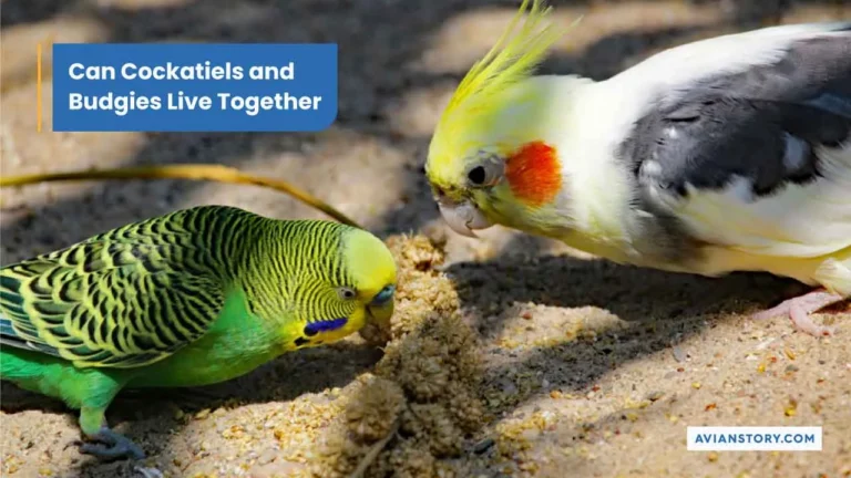 Can Cockatiels and Budgies Live Together