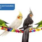 Can Lovebirds and Cockatiels Live Together