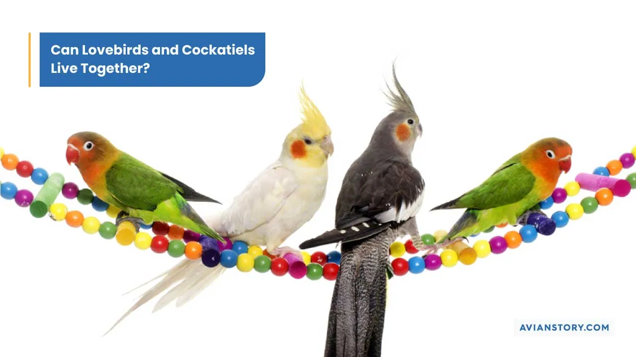 Can Lovebirds And Cockatiels Live Together In The Same Cage?