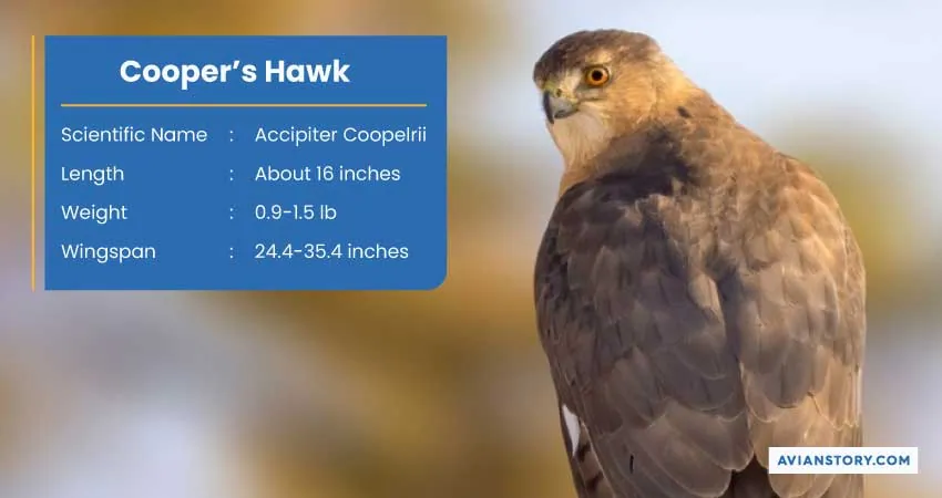 15 Types of Hawks: Where to Find Them & Their Specialty? 3