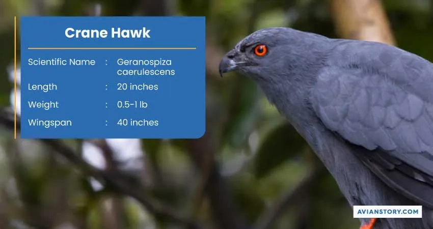 15 Types of Hawks: Where to Find Them & Their Specialty? 10