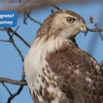 Do Hawks Migrate The Great Journey
