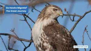 Do Hawks Migrate? The Great Journey