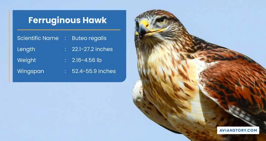 15 Types of Hawks: Where to Find Them & Their Specialty? 6
