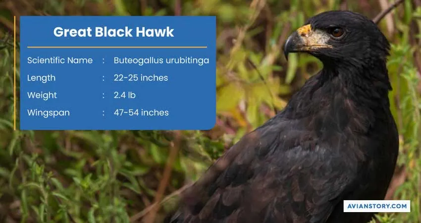 15 Types of Hawks: Where to Find Them & Their Specialty? 7
