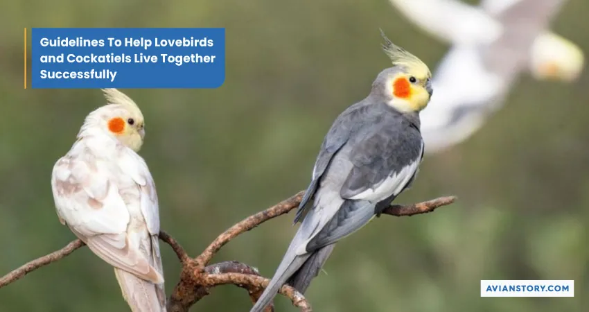 Can Lovebirds and Cockatiels Live Together in the Same Cage? 3