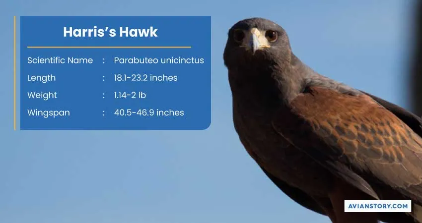 15 Types of Hawks: Where to Find Them & Their Specialty? 9