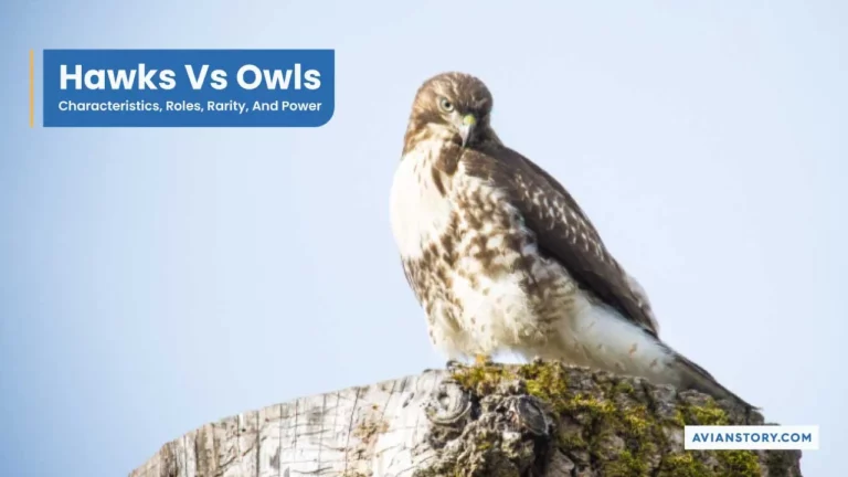 Hawks Vs Owls – Characteristics, Roles, Rarity, And Power