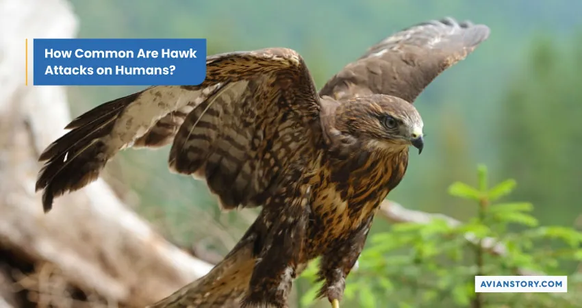 Are Hawks Dangerous to Humans? Here’s the Truth 4