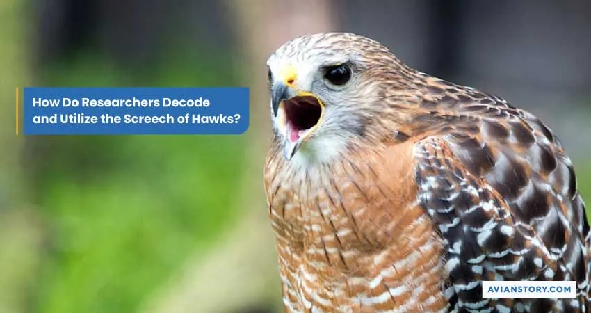 Why Do Hawks Screech? Decoding Hawk Vocalizations 4