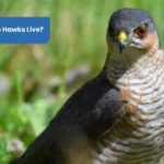 How Long Do Hawks Live Lifespan Mysteries Uncovered