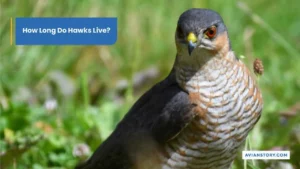How Long Do Hawks Live? Lifespan Mysteries Uncovered