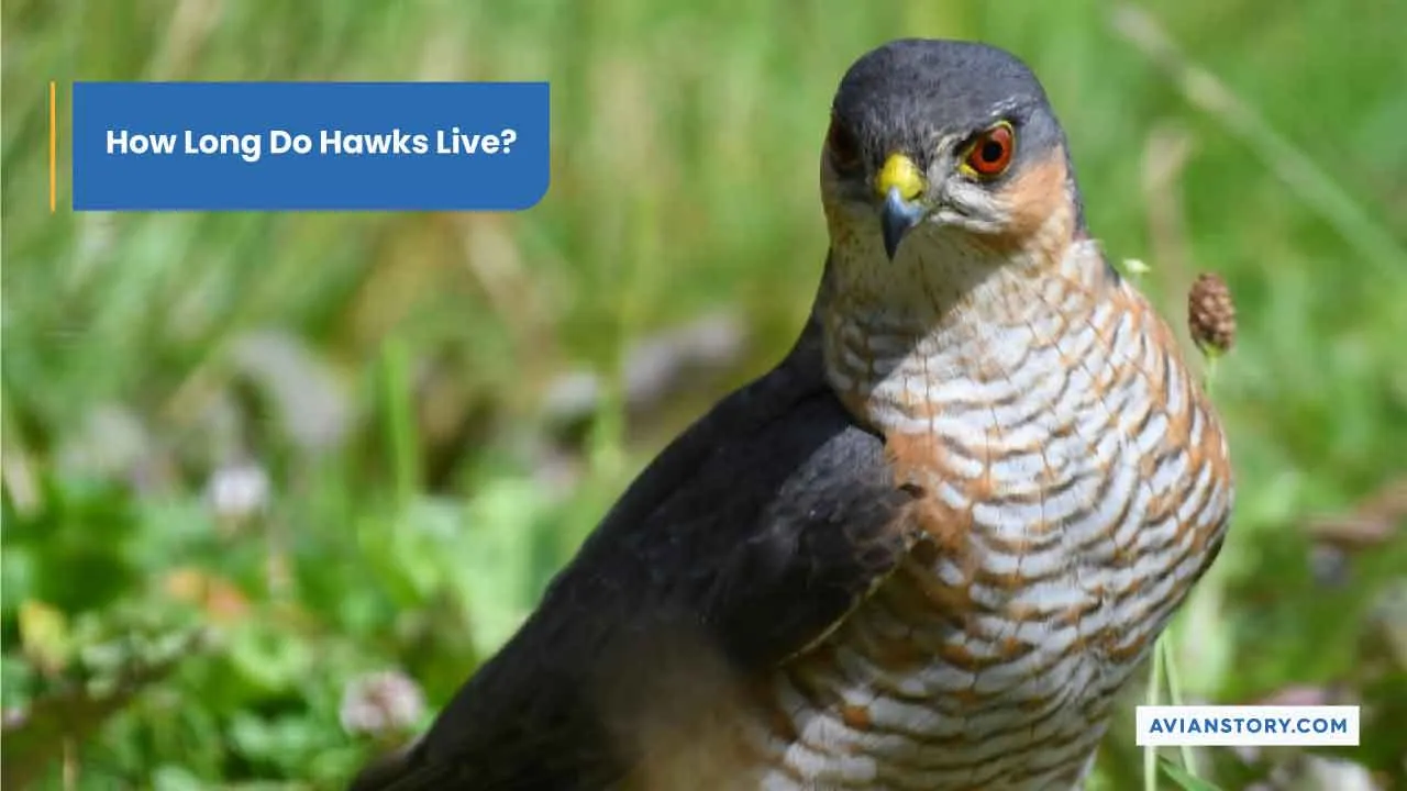 how-long-do-hawks-live-lifespan-mysteries-uncovered