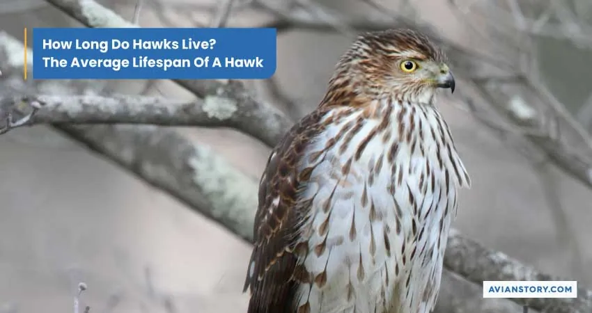 How Long Do Hawks Live? Lifespan Mysteries Uncovered 1