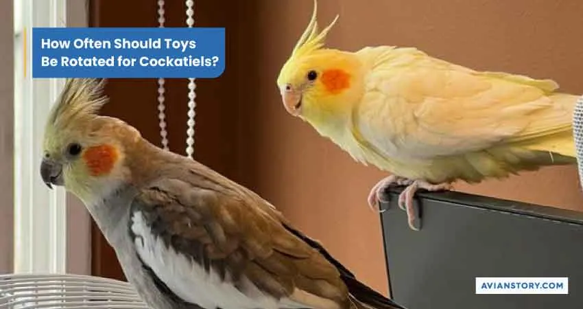 Toys for A Cockatiel: A Comprehensive Guide to Pick The Right Toy 4