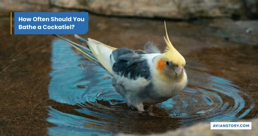 How to Bathe a Cockatiel? 3 Suitable Bathing Options 6