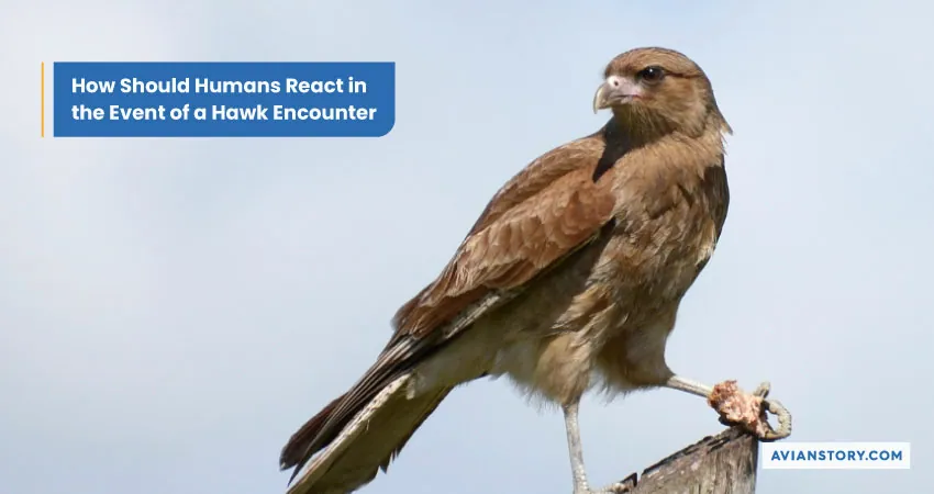 Are Hawks Dangerous to Humans? Here’s the Truth 6