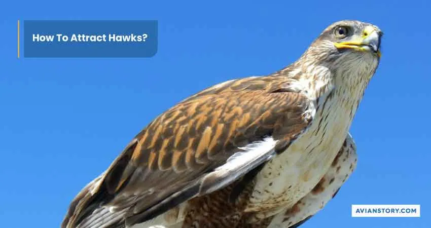 How to Attract Hawks to Your Backyard in 4 Simple Steps 2