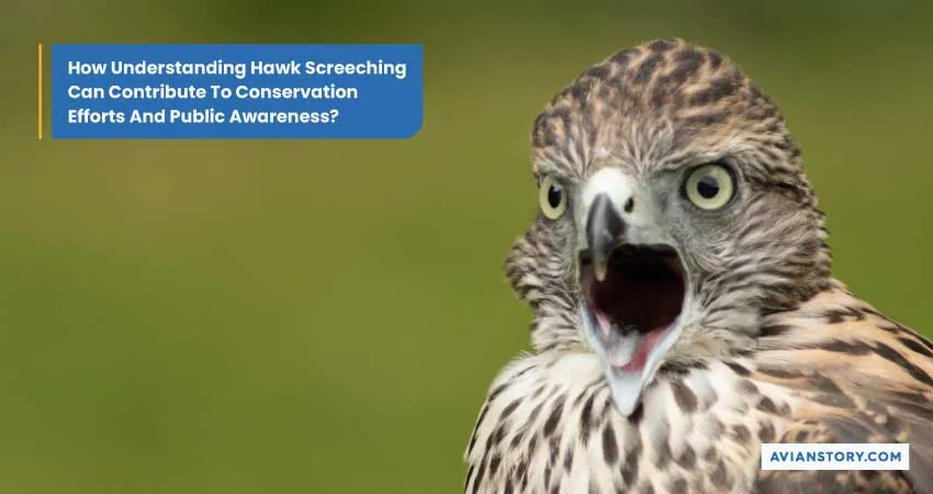 Why Do Hawks Screech? Decoding Hawk Vocalizations 5