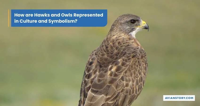 Hawks Vs Owls – Characteristics, Roles, Rarity, And Power 4