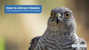 How to Attract Hawks to Your Backyard in 4 Simple Steps