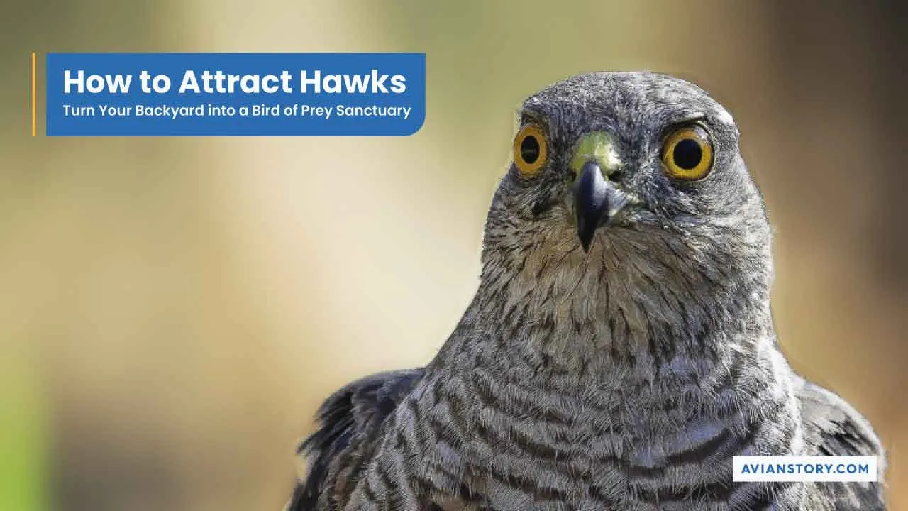 How To Attract Hawks To Your Backyard In 4 Simple Steps