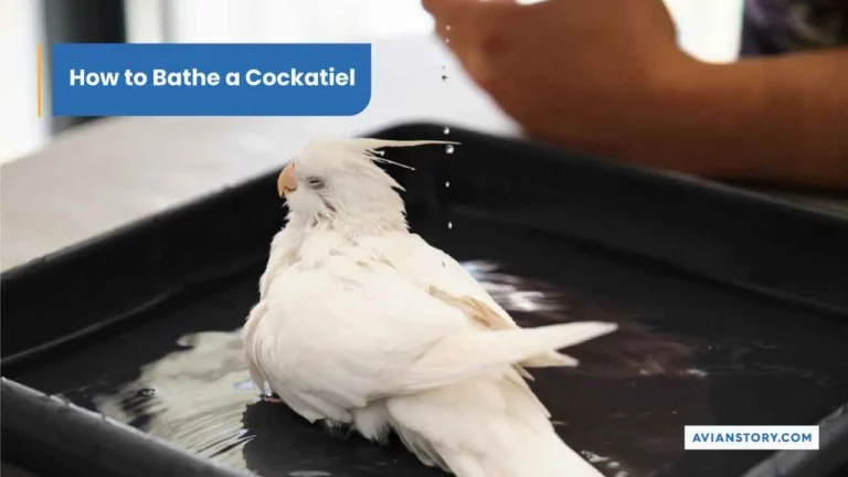 How to Bathe a Cockatiel