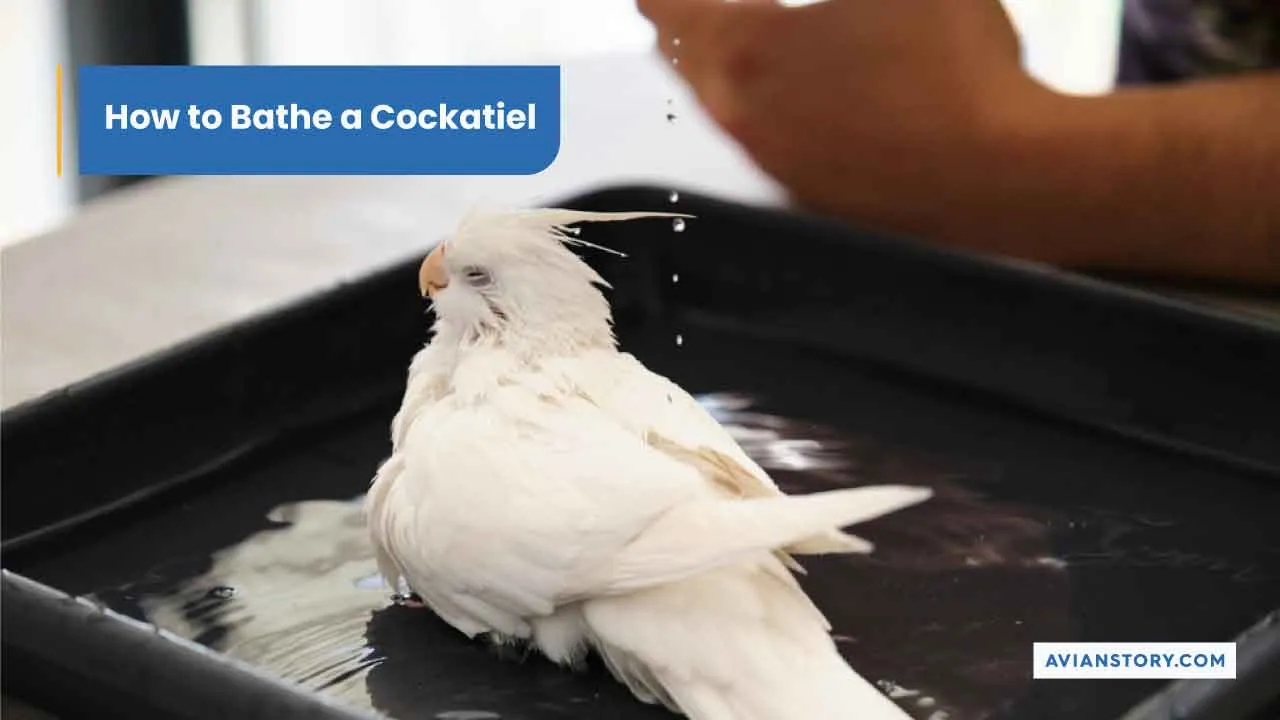 How To Bathe A Cockatiel? 3 Suitable Bathing Options
