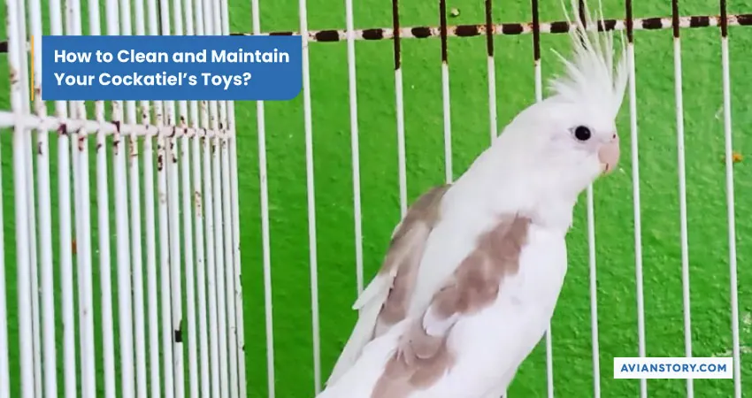 Toys for A Cockatiel: A Comprehensive Guide to Pick The Right Toy 5