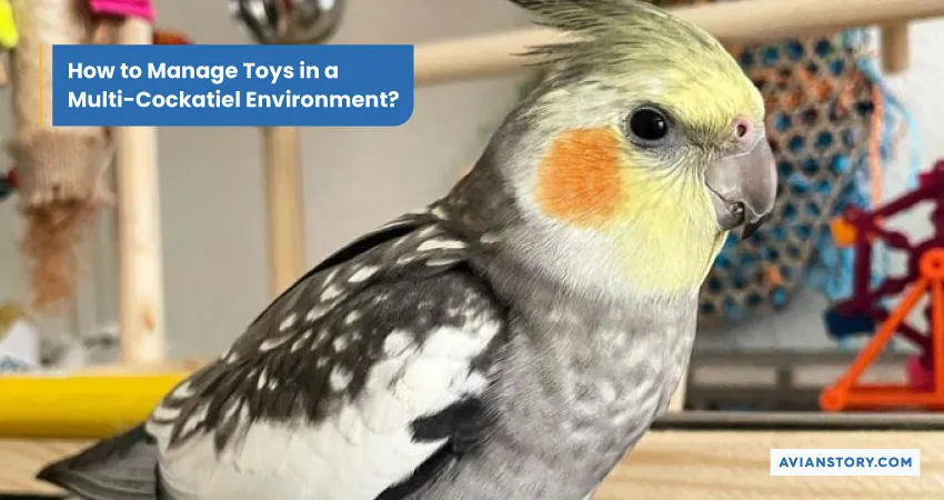 Toys for A Cockatiel: A Comprehensive Guide to Pick The Right Toy 6