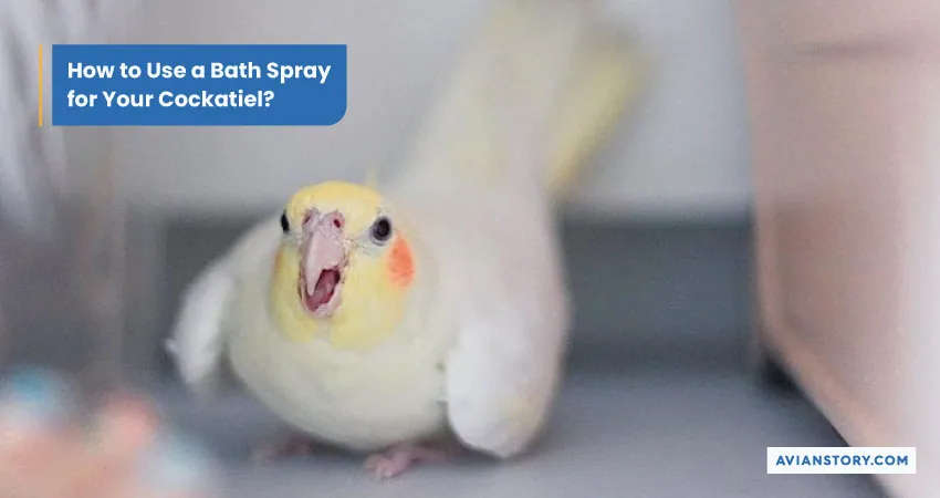 How to Bathe a Cockatiel? 3 Suitable Bathing Options 3