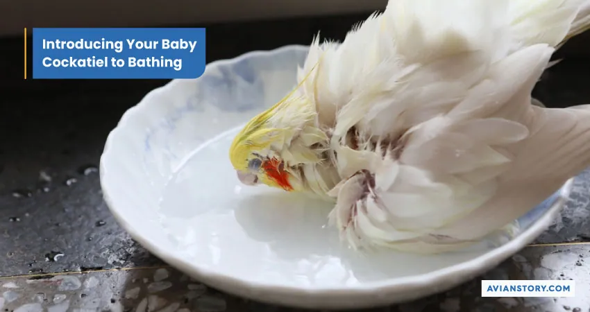 How to Bathe a Cockatiel? 3 Suitable Bathing Options 5
