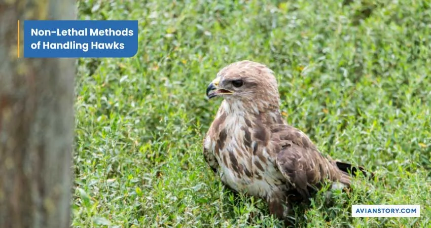 Are Hawks Protected? Unveiling Laws And Public Responsibilities 3