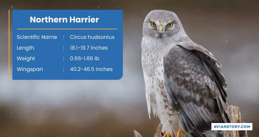 15 Types of Hawks: Where to Find Them & Their Specialty? 15
