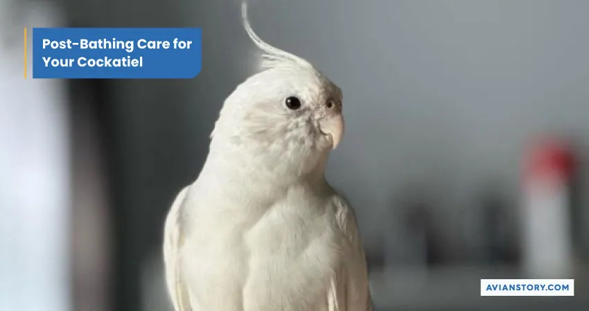 How to Bathe a Cockatiel? 3 Suitable Bathing Options 8