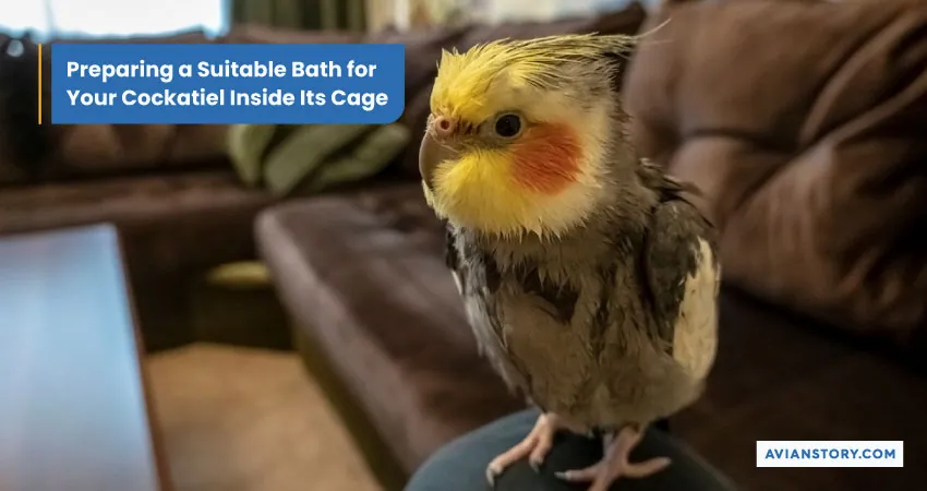 How to Bathe a Cockatiel? 3 Suitable Bathing Options 2