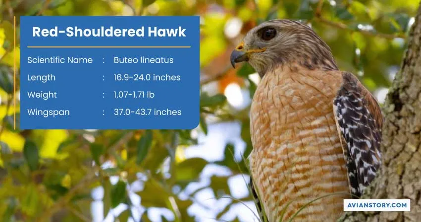 15 Types of Hawks: Where to Find Them & Their Specialty? 5