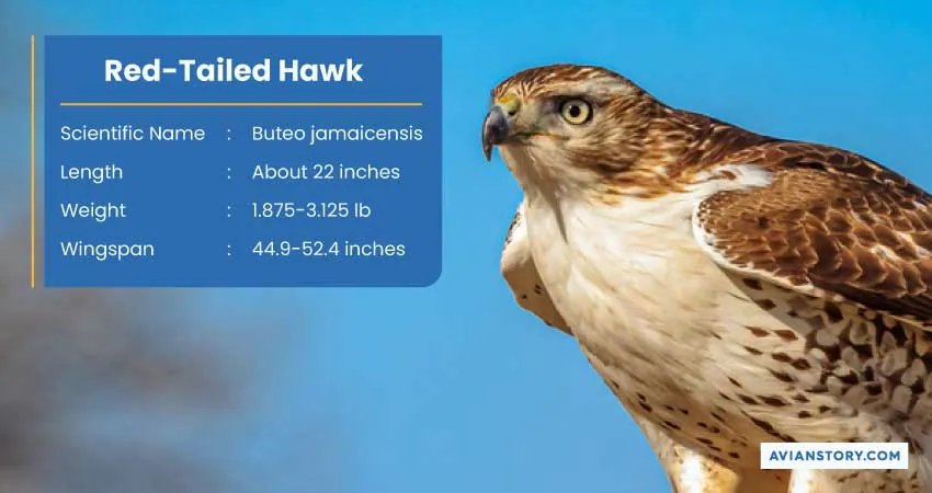 15 Types of Hawks: Where to Find Them & Their Specialty? 1