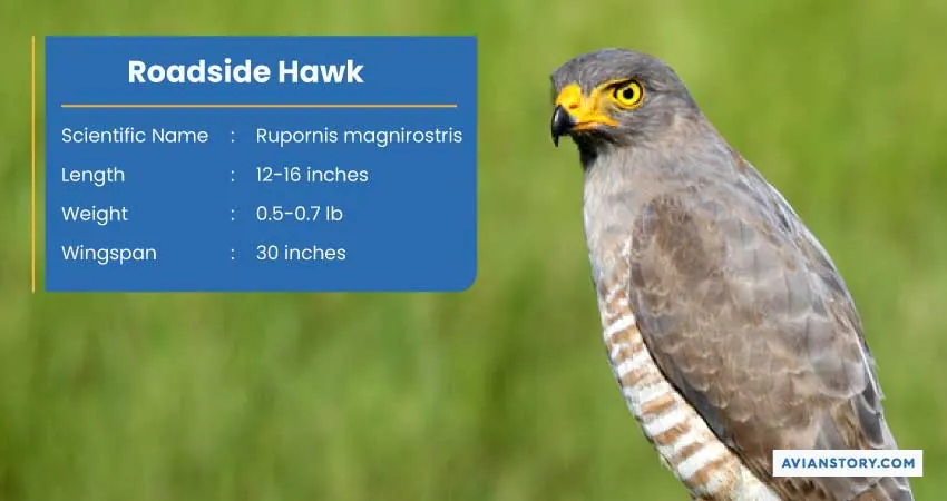 15 Types of Hawks: Where to Find Them & Their Specialty? 11