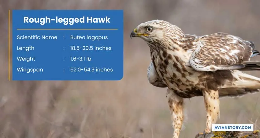 15 Types of Hawks: Where to Find Them & Their Specialty? 4