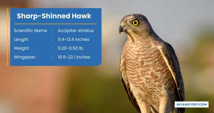 15 Types of Hawks: Where to Find Them & Their Specialty? 2