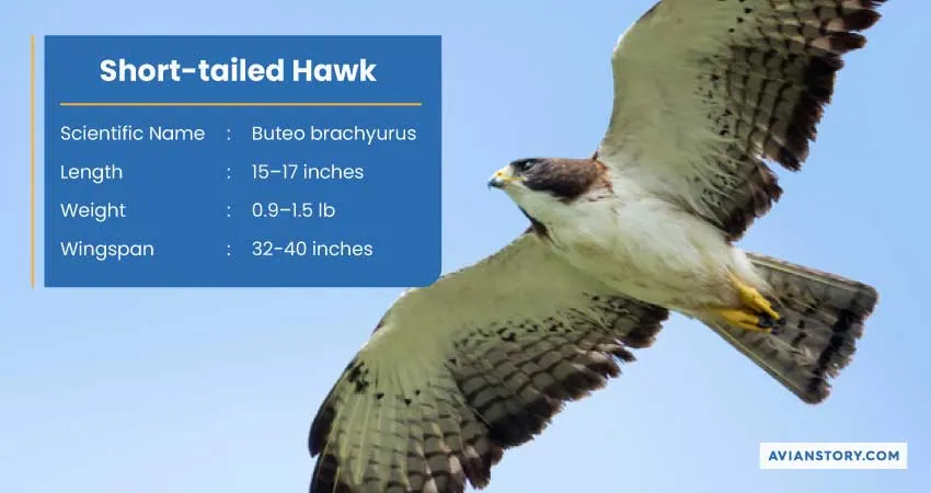 15 Types of Hawks: Where to Find Them & Their Specialty? 13