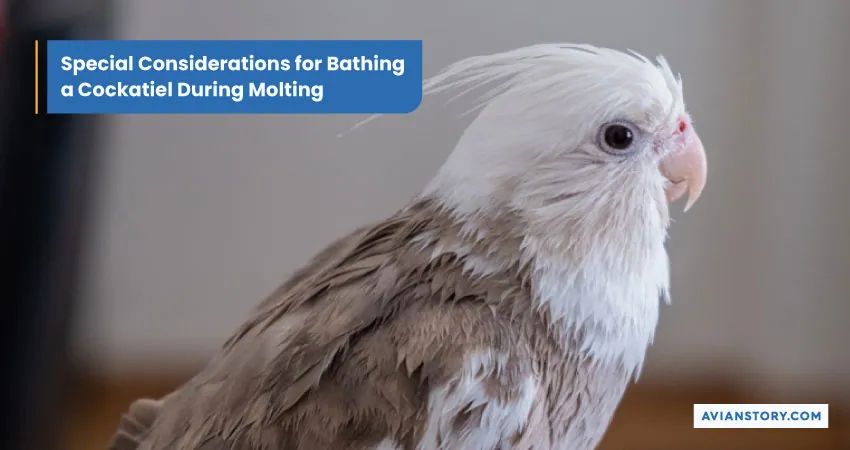 How to Bathe a Cockatiel? 3 Suitable Bathing Options 7