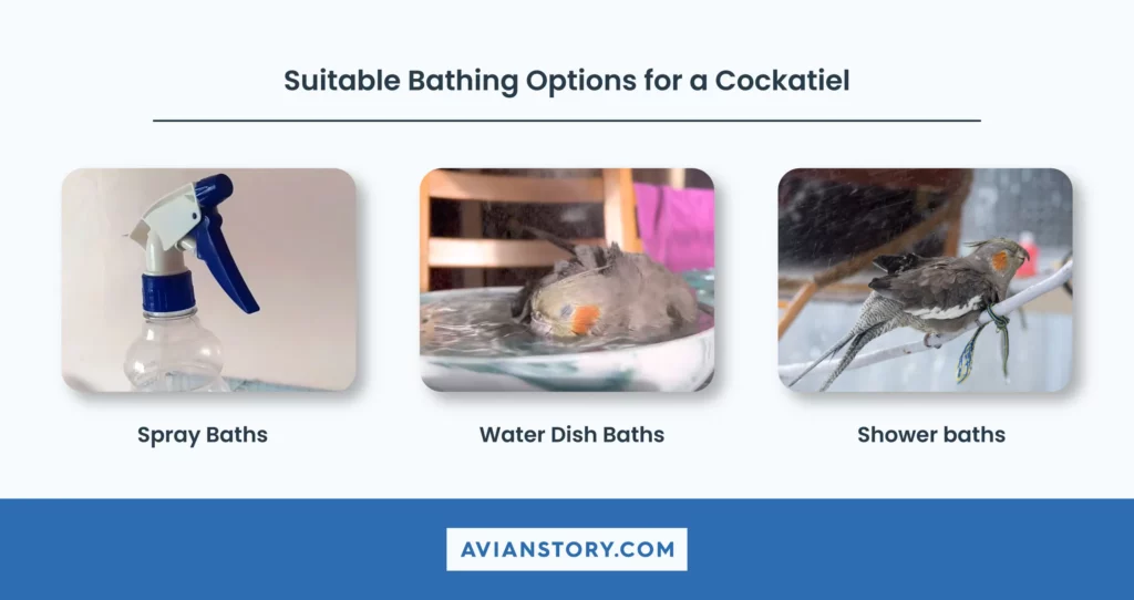 How to Bathe a Cockatiel? 3 Suitable Bathing Options 1